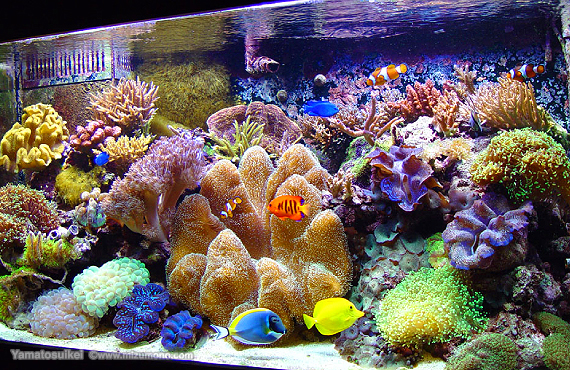 AQUA 大々和水景