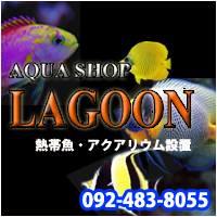 AQUA SHOP LAGOON