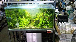 熱帯魚 金魚 水草の専門店 F&P 白石